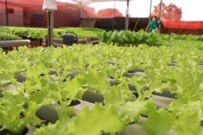 Prefeitura publica lei que autoriza criação do Fundo de Agricultura na Capital