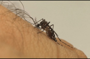 Confirmados primeiros casos de dengue no ano em MS