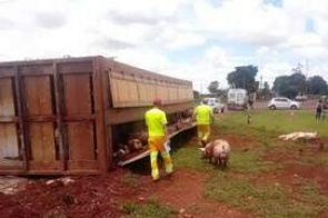 Caminhão carregado com porcos tomba e deixa trânsito lento na BR-163