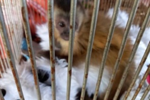 Filhote de macaco-prego é capturado em chácara