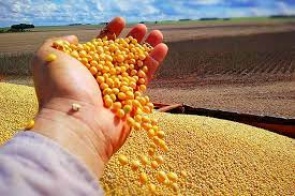 MS faturou mais de US$ 2,4 bilhões com exportações de soja e milho em 2021