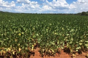 Perdas na soja chegam a 1 milhão de toneladas em Mato Grosso do Sul