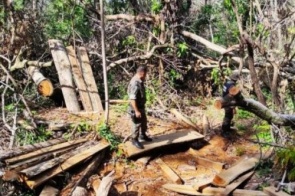 Infrator é autuado em R$ 4 mil por exploração ilegal de madeira em área protegida