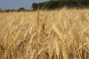Exportação de trigo em 2022 já superou todo o volume de 2021