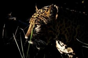 Para quem registra ‘joia da coroa do Pantanal’ cada dia é privilégio