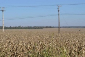 Colheita do milho segunda safra entra na reta final em Mato Grosso do Sul