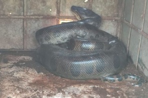 Sucuri "gulosa" é capturada em propriedade rural no Panambi