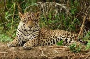 Ação humana reduz habitat da onça-pintada e ameaçam espécie no Pantanal