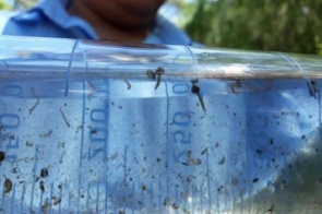 MS teve 23 mortes e quase 20 mil casos confirmados de dengue em 2022