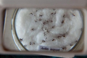Novas multas do CCZ por focos do Aedes aegypti superam R$ 170 mil em Dourados