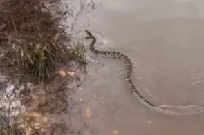 Serpente é capturada dentro de residência no Parque Alvorada