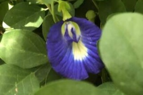 Flor azul ajuda na memória e ainda melhora o solo