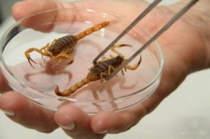 Vigilância faz alerta para evitar problemas com escorpiões