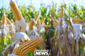 Brasil já embarcou 3,6 milhões de toneladas de milho em dezembro