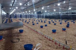 Incentivo a avicultura de MS garante mais de R$ 35 milhões aos produtores e ânimo ao setor