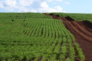 Empresas firmam parceria para desenvolver rota de acesso a fertilizantes