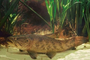 Peixe Traíra: Características, Reprodução, Alimentação, Habitat e tipos de traíra