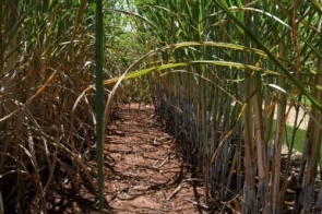 Safra de cana-de-açúcar no MS bate recorde de produção, com 50,5 milhões de toneladas