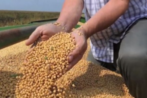 Levantamento aponta que exportações de soja do Brasil devem cair em 2024