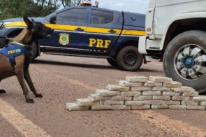 Cães farejadores encontram mais de 30 quilos de cocaína em caminhão com destino a SP