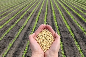 Sexta-feira inicia cotação com preços estáveis no agro em Dourados
