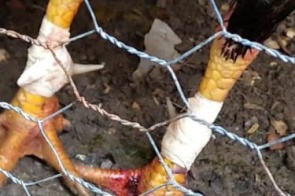 Bebê de 11 meses morre após ataque de galo na fronteira