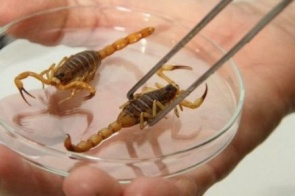 Escorpiões dentro de casa: como evitar acidentes e o que fazer em caso de picada