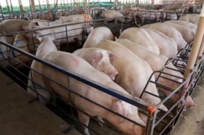 MS consolida avanço da suinocultura com crescimento de 50%