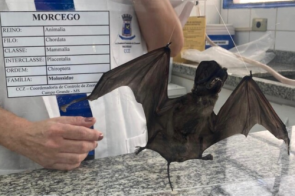 Campo Grande registra 10° caso de raiva em morcego, o segundo da semana