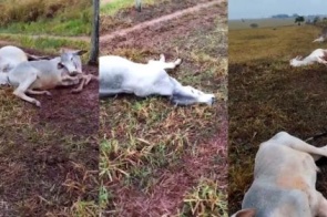 Frio mata 74 bovinos em fazendas de MS e acende alerta para risco de hipotermia