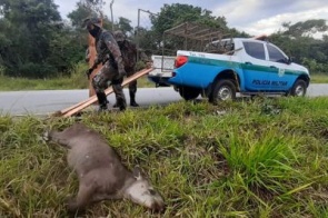 Colisões com antas já mataram 48 pessoas em rodovias de MS desde 2013