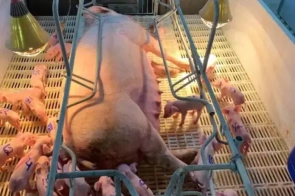 Porca dá à luz 33 leitões em granja de Itaporã