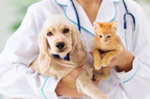 Lei: Outubro Rosa e Novembro Azul voltados aos pets entra para o Calendário Oficial