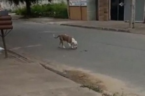 Menino de 11 anos passa por cirurgia após ataque de pit bull em Chapadão do Sul