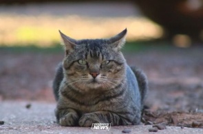 Projeto aumenta pena por maus-tratos contra cães e gatos