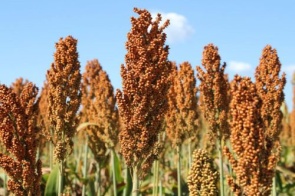 Sorgo ganha espaço no campo e se consolida como alternativa ao milho em MS