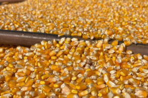 Colheita de milho passa de 1 milhão de hectares em MS e chega a 49% da área