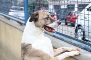 Projeto cria ‘lista’ de condenados por maus-tratos a animais e prevê restrições em MS