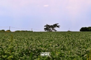 Vazio sanitário da soja termina hoje em Mato Grosso do Sul