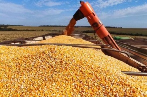 Milho ganha novo mercado em MS com avanço das usinas de etanol