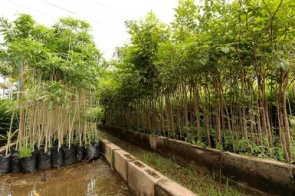 Imam recebe projetos de recuperação ambiental com plantio de árvores em Dourados