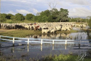 Com 23 bovinos por morador, Corumbá tem o segundo maior rebanho do Brasil