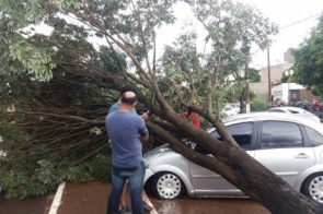 Árvore cai sobre carro em frente ao Hospital da Vida