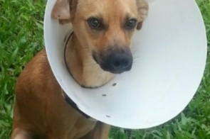 Conheça a história da Melzinha, a cachorrinha que fez uma cirurgia e precisa da sua ajuda