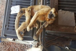Macaco é encontrado ferido em MS e levanta suspeita de febre amarela