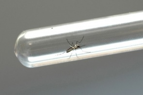 Vizinhos precisam trabalhar juntos no combate ao Aedes aegypti