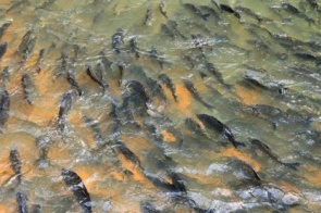 Pesca está proibida em todos os rios de Mato Grosso do Sul