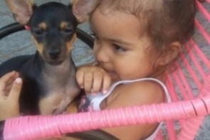 Cachorro da raça Pinscher está desaparecido em Itaporã