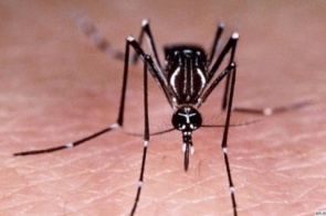 Dourados registra primeiro caso de chikungunya do ano