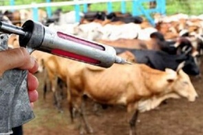 Brasil recebe certificação de país livre da febre aftosa com vacinação